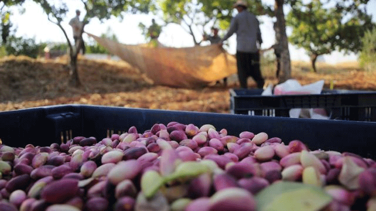 Antep Fıstığı Hasat Dönemi – Kuryemiş