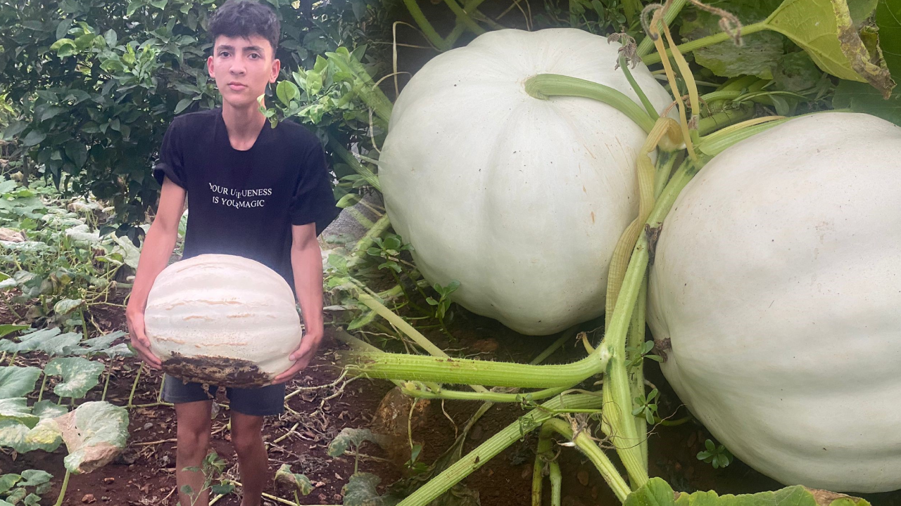 Bahçesine Sadece 10 Tane Ekti: 4 Ay Sonra 500 Kilo Hasat Aldı