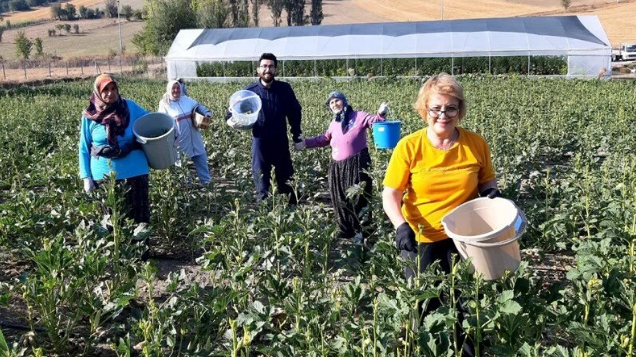 Bolu’da Hasadı Başladı: Zehirlenmelere Karşı Koruyor, Kemiği Çelik Gibi Yapıyor