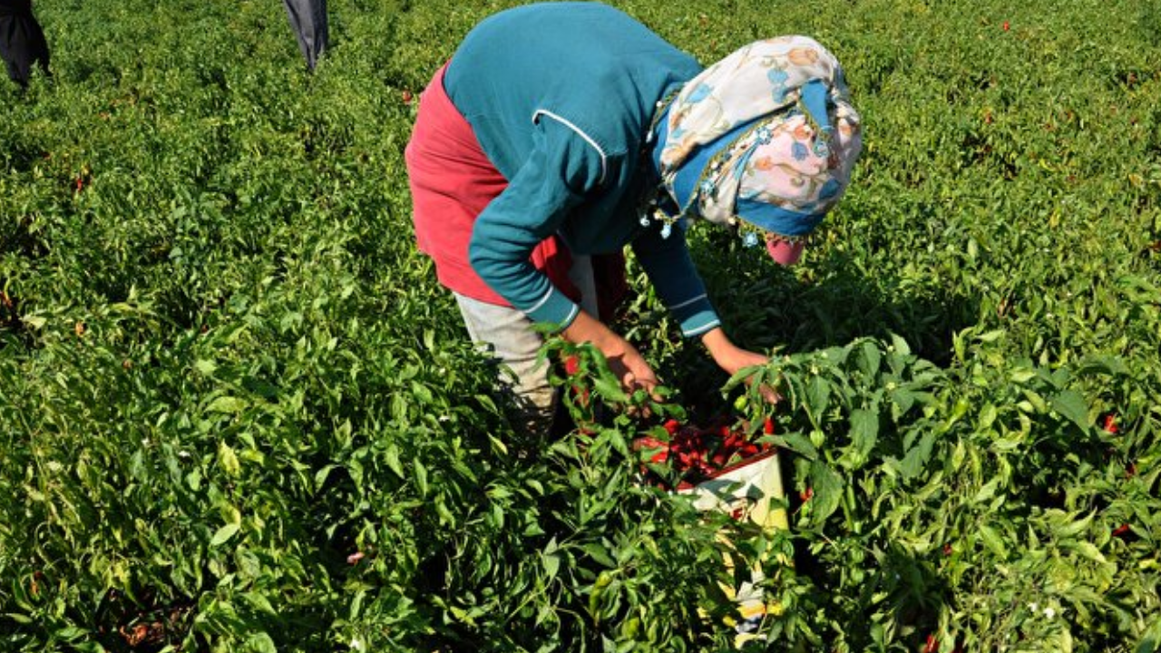 Bursa’da Hasadı Başladı Fiyatında Rekor Düşüş Oldu: Çiftçi Karalar Bağladı