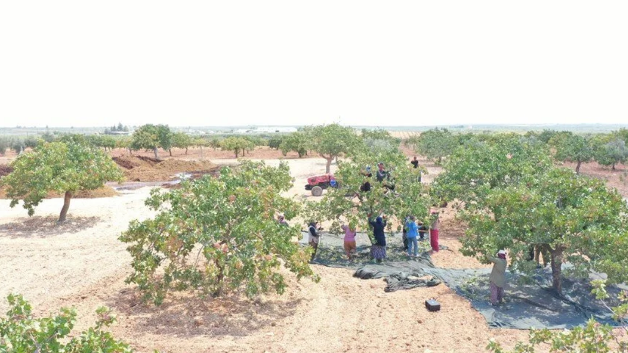 Hasadı Başladı Fiyatı Altınla Yarışıyor: 40 Derece Sıcakta Toplanıyor