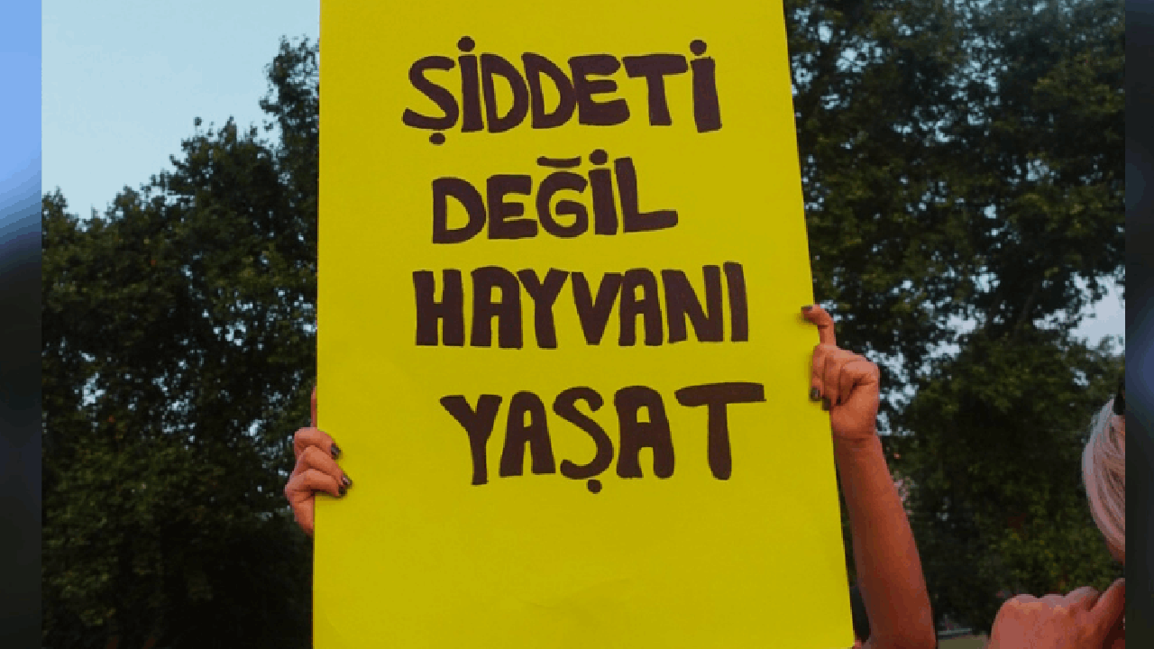 Hayvana Şiddetin Adresi Bu Kez İstanbul: Öldürülen Kedi İçin İstismar İddiası!