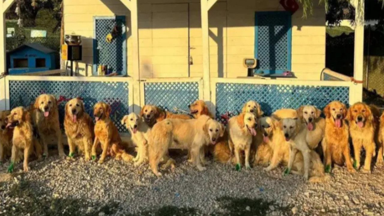 İngiltere’deki Yardım Kuruluşu, Türkiye’deki Köpekler İçin ‘Kurtarma Projesi’ Başlattı