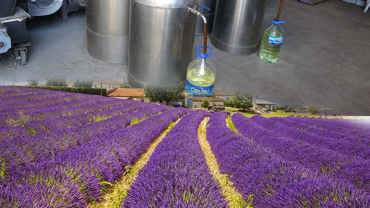 Isparta’da Lavanta Hasadı Başladı! 60 Kilosundan 1 Litre Yağ Çıkıyor: Tarlada 600 TL