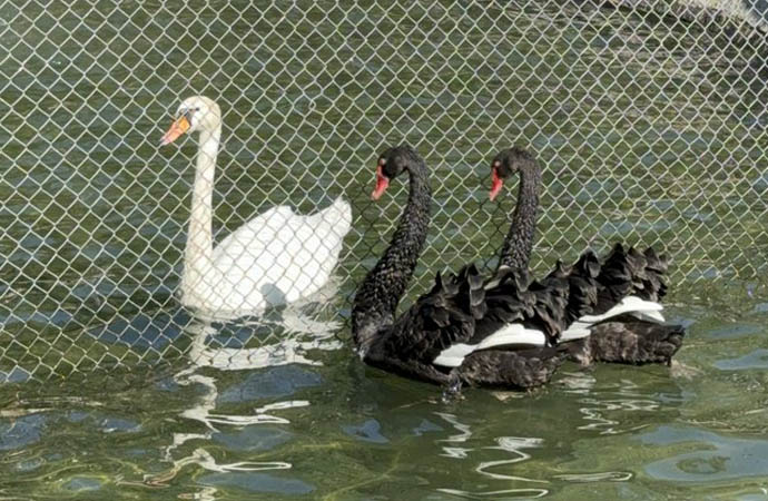 Çankaya Belediyesi’nin uygulaması da siyah kuğuları durdurmadı – Ankaragündem