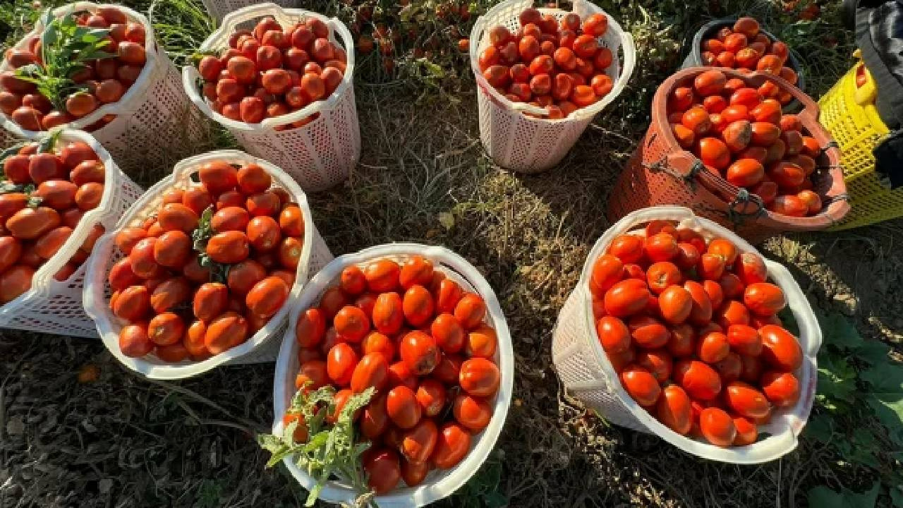 Masraf Çıkmadı; Domates Tarlasını Halka Açtı