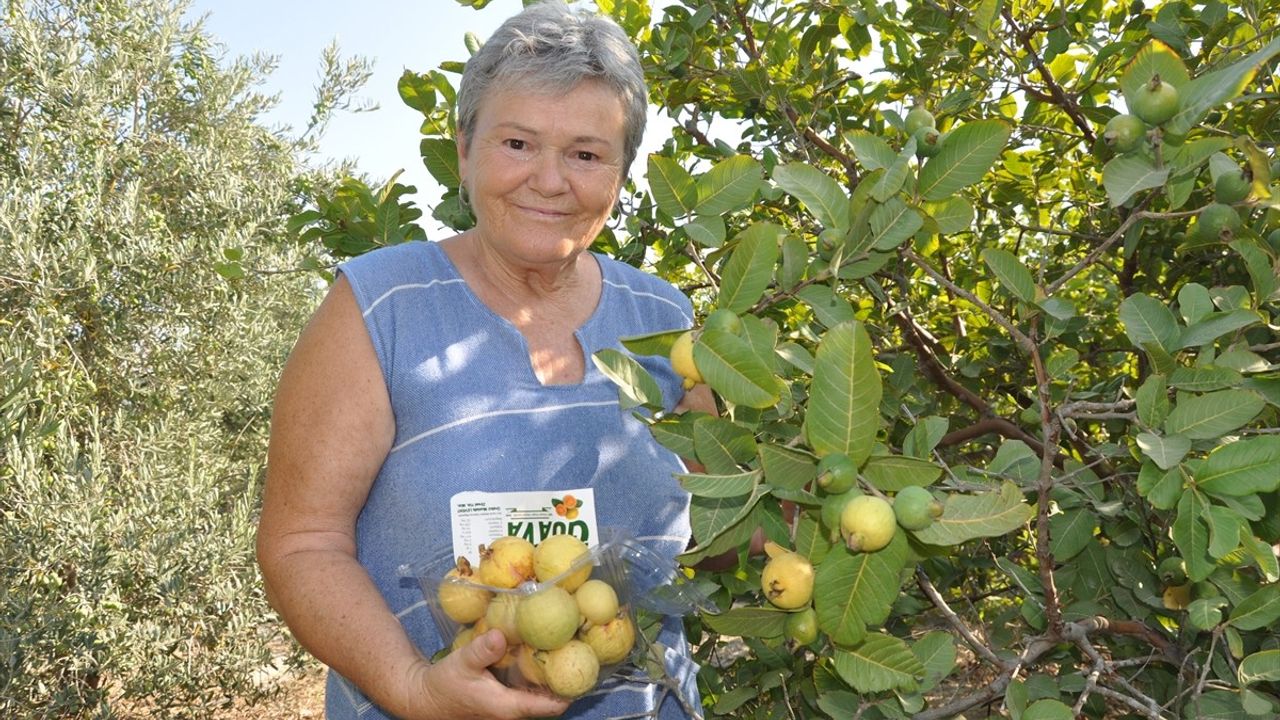 Mersin’de Guava Meyvesi Hasadı Başladı