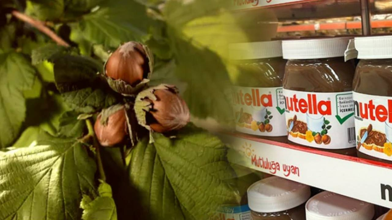 Nutella ve Ünlü Çikolatalar Ondan Yapılıyor: Giresun’da Hasadı Başladı