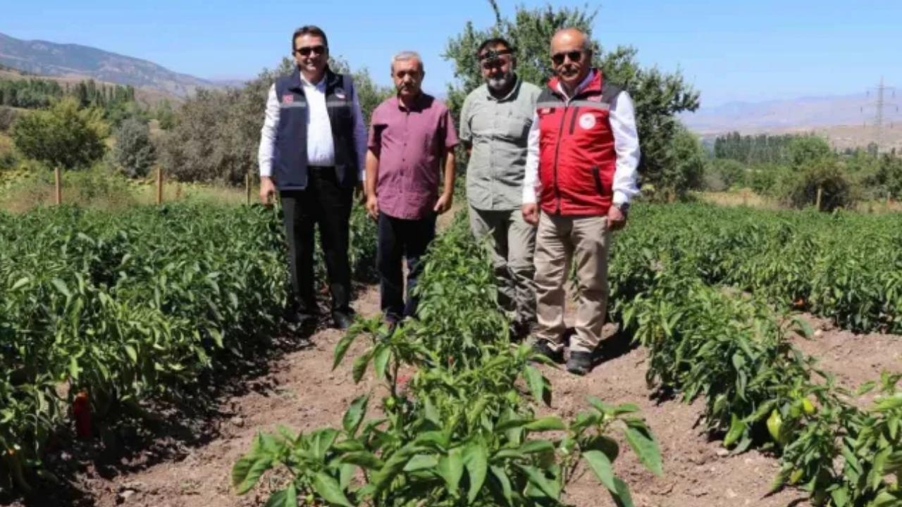 Sivas’ta Beklenen Hasat Başladı: Çiftçinin Yüzü Gülüyor