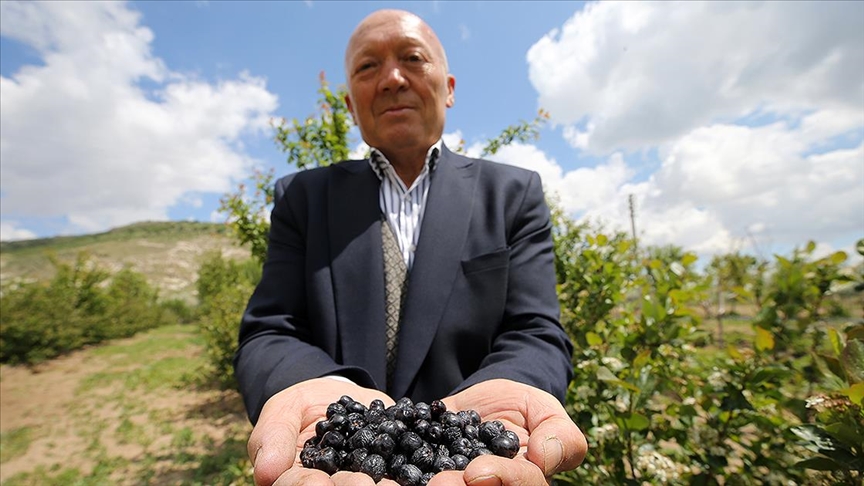 Deneme amaçlı yetiştirdiği 'aronya'yı Nevşehir'de yaygınlaştırmaya çalışıyor