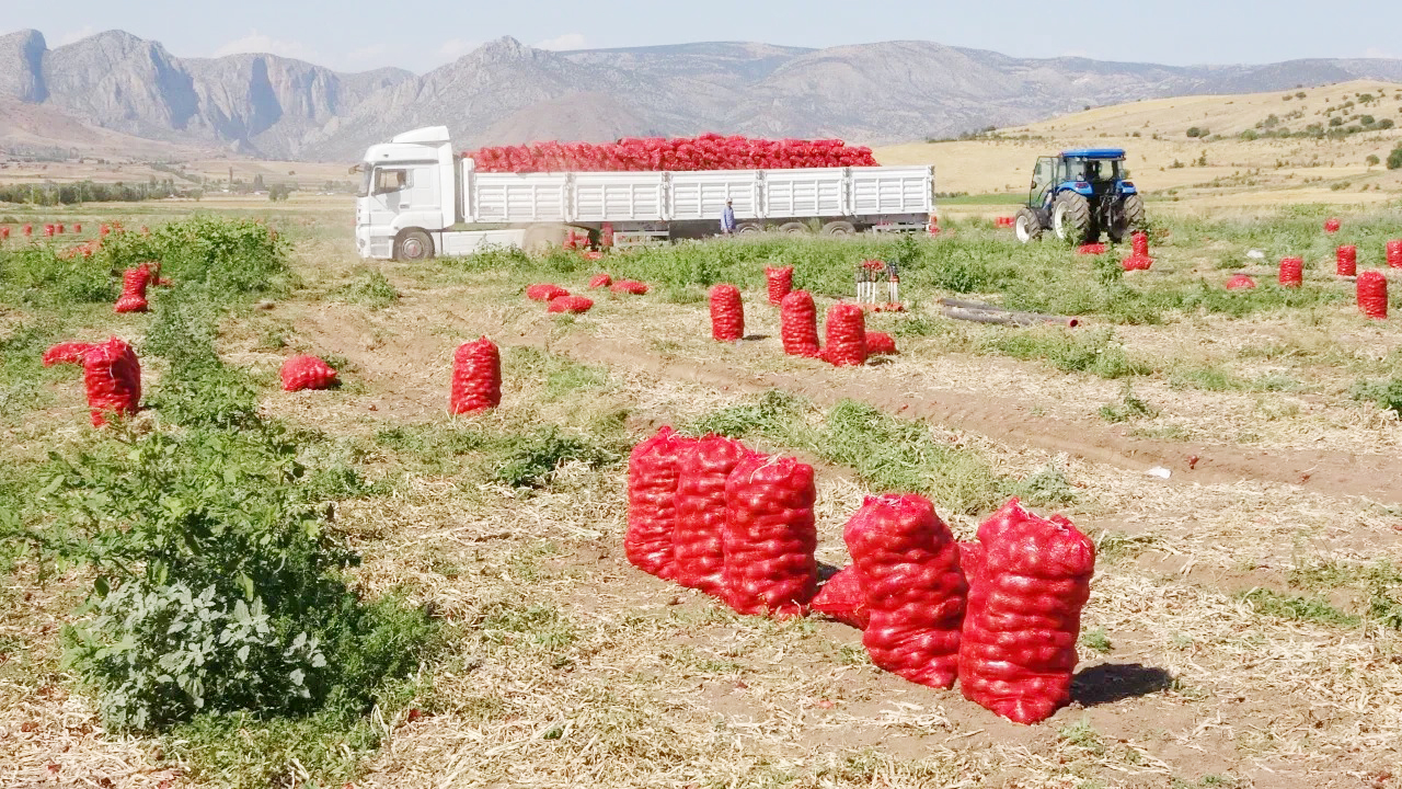 5 Bin dekar alanda soğan hasadı başladı « Yeniufuk Gazetesi