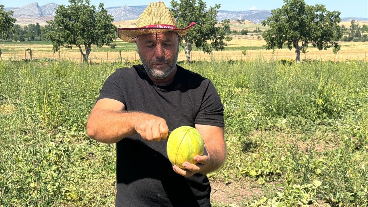 Yozgat’ta Bağrıbütün Kavunu Hasadı Devam Ediyor