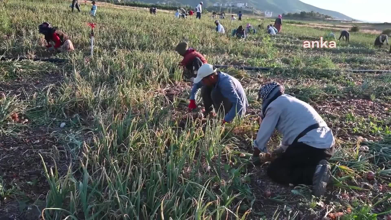 Yozgat’taki Çiftçilerin İsyanı: Maliyetleri Bile Karşılayamıyorlar