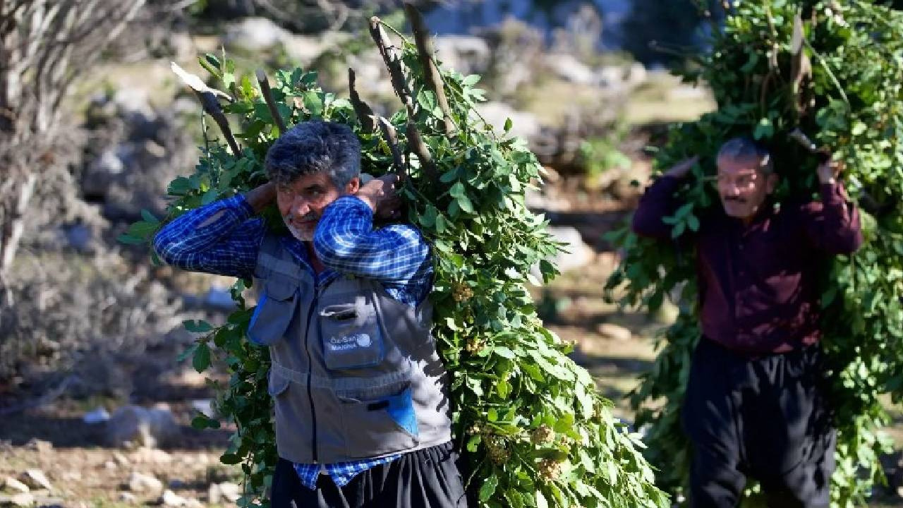 1 Ağaçtan Tam 100 Kilo Çıkıyor: Yaşı 13 TL, kurusu 150 TL’ye satılıyor