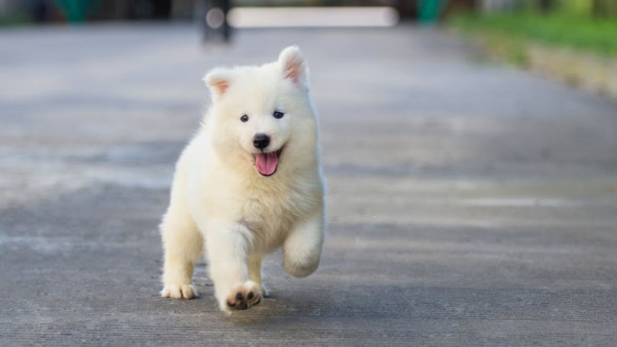 Araştırma: Köpeklerin kafalarını yana eğmesinin sırrı çözüldü