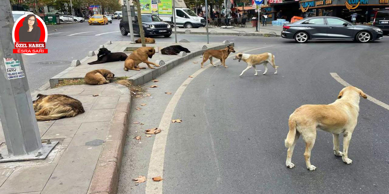 Ankara’da ne oldu da sahipsiz köpekler gündemden düştü?