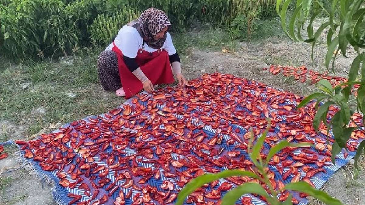 Pazar yüzü göremiyor, tarladan kapış kapış gidiyor! 38 derecelik sıcağın en kırmızı hasadı! Kilosu 15 TL’den satılıyor