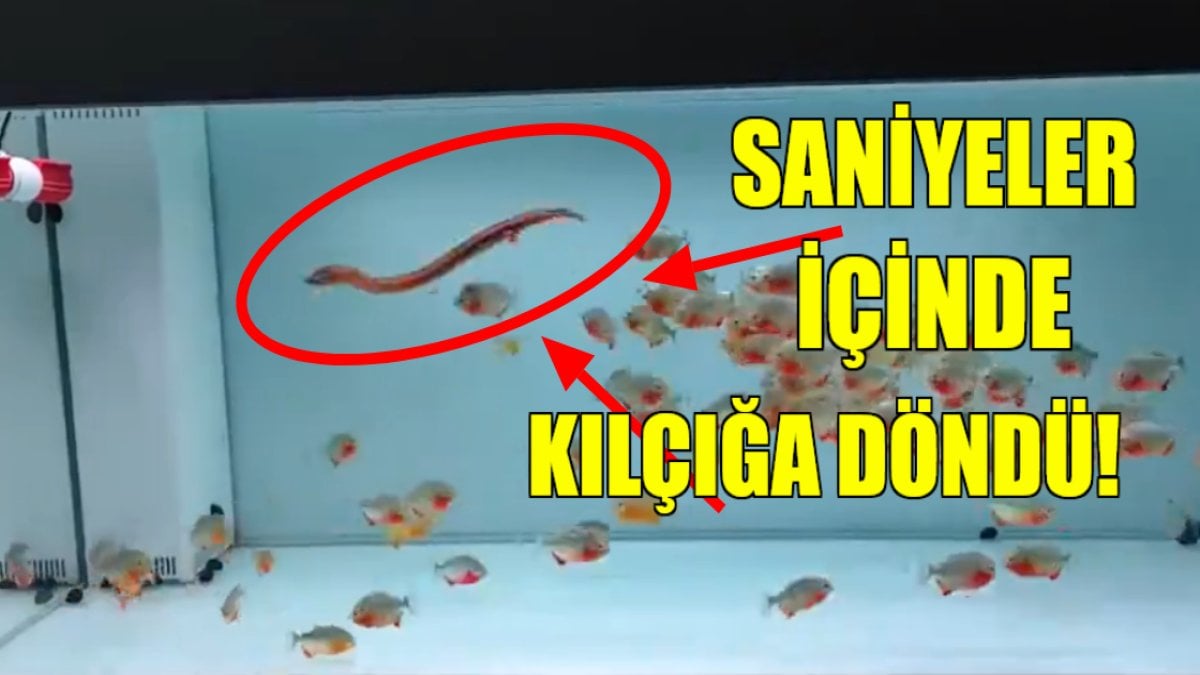 Dünyanın en zehirli yılanı onlarca piranayı saniyeler içinde kılçığa çevirdi! O anları görenler ağzı açık izledi