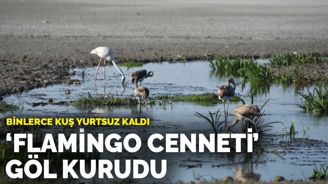 ‘Flamingo Cenneti’ göl kurudu: Binlerce kuş yurtsuz kaldı