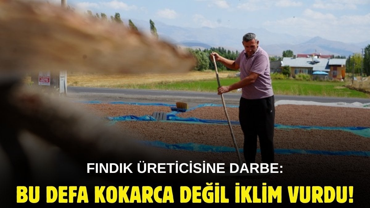 Trabzon’da toplanıyor, komşu ilde kurutuluyor! Fındık üreticisine bir darbe daha: Bu kez korkarca değil iklim vurdu