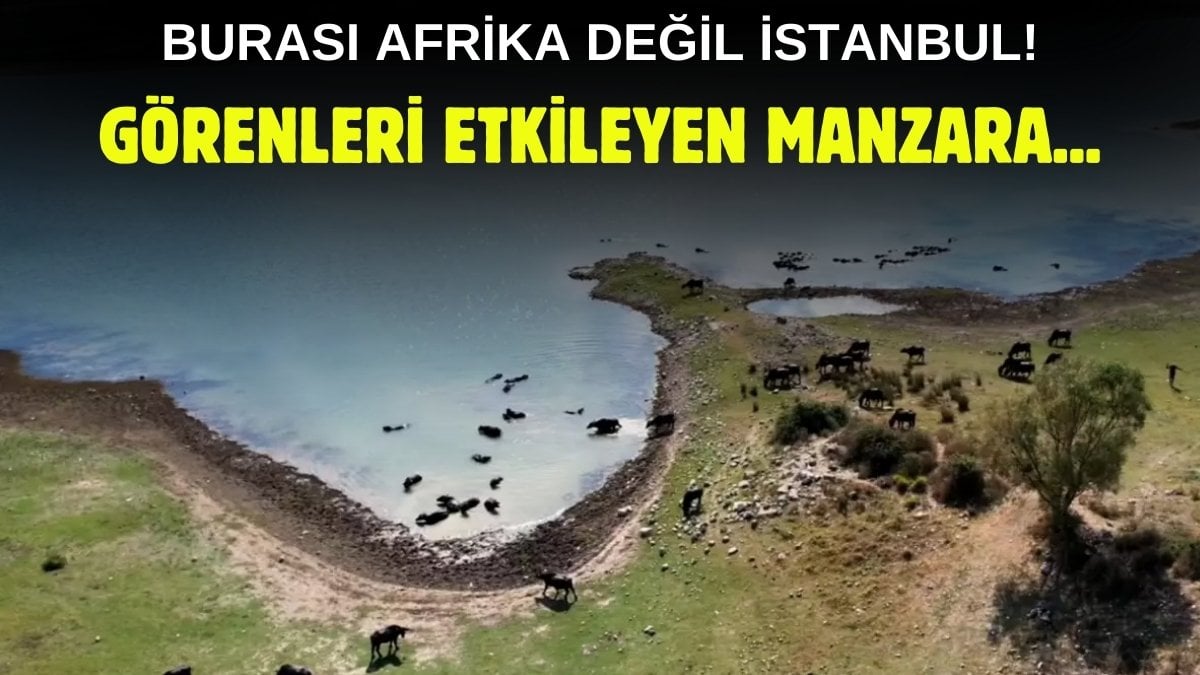 Burası Afrika değil İstanbul! Herkesi şaşkına çeviren görüntüler: Sürü halinde yüzerken dron ile kaydedildi