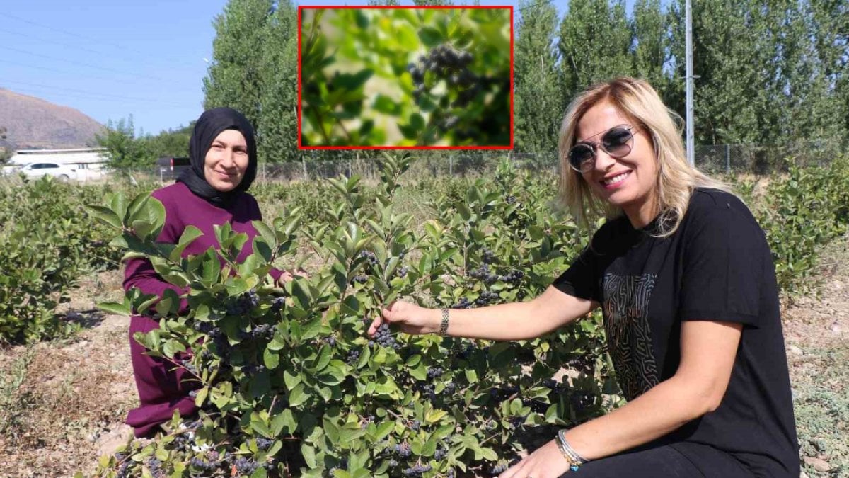 Aldığı hibe desteğiyle başladı! Şimdi ilk hasadını gerçekleştiriyor: ‘Rekolte beklediğimizden yüksek geldi’