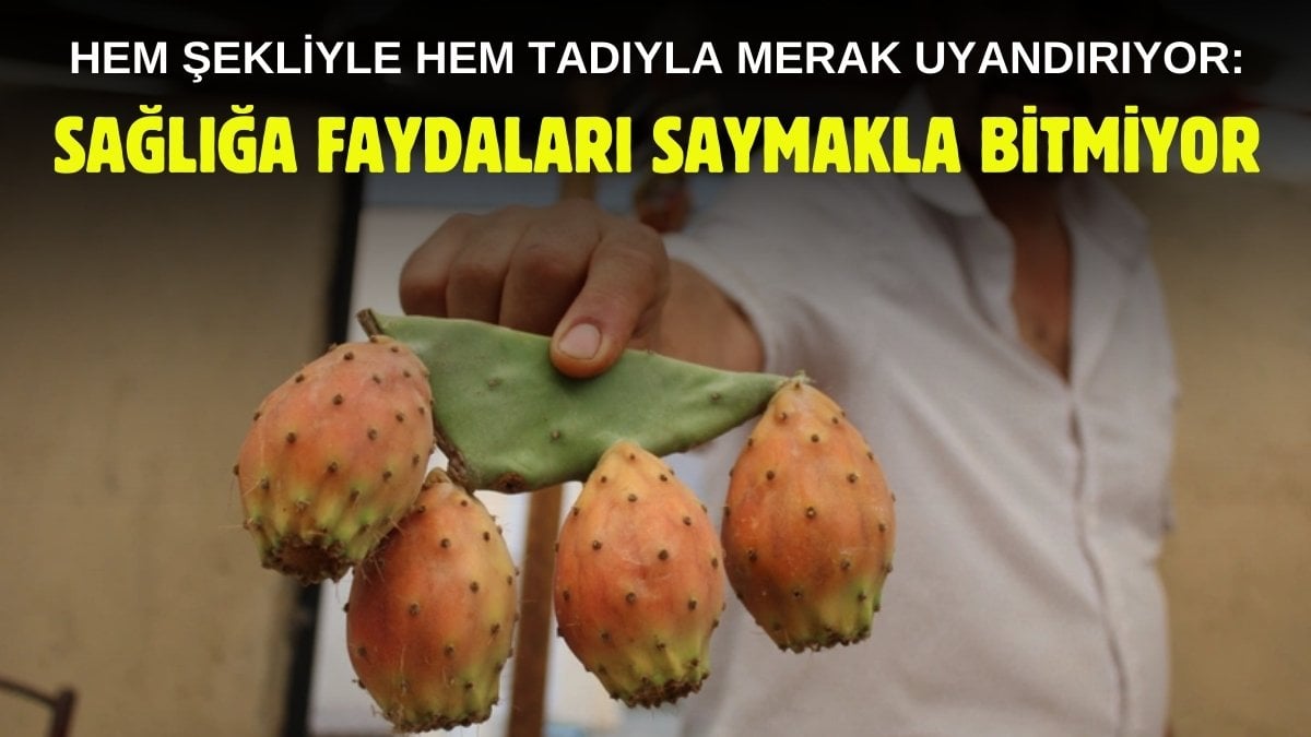 Kaynana dili, Frenk yemişi, Hint inciri diye biliniyor, faydası saymakla bitmiyor! Pazarda 50 liradan kapış kapış gidiyor