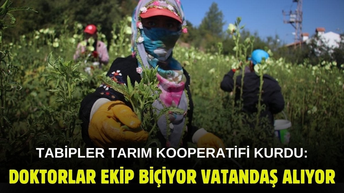 Bu tarlaları doktorlar ekip biçiyor! 70 doktor üyeli Tabipler Tarım Kooperatifini kurdu: Ürünleri yok satılıyor