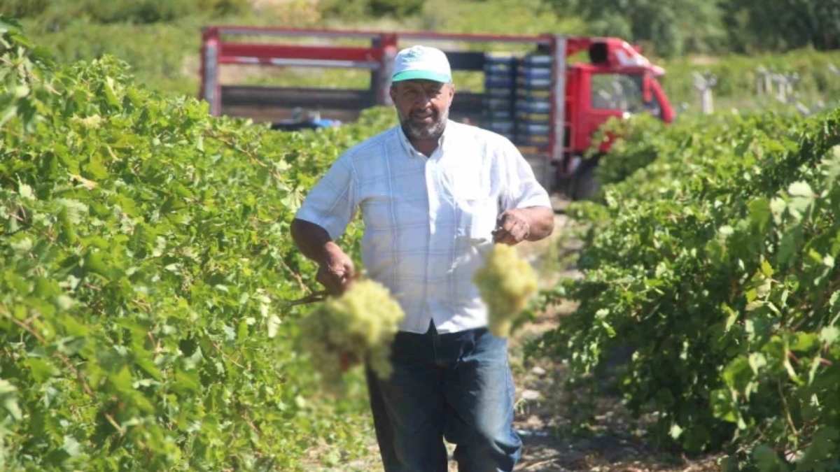 Dalından tek tek kesiliyor, 50 TL’den alıcı buluyor! 9 farklı çeşidi Türkiye’ye dağıtılıyor