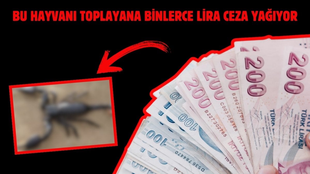 Bir gramını binlerce liraya satıyorlar! İzinsiz toplayana ceza yağacak: Ceza bedeli dudak uçuklattı