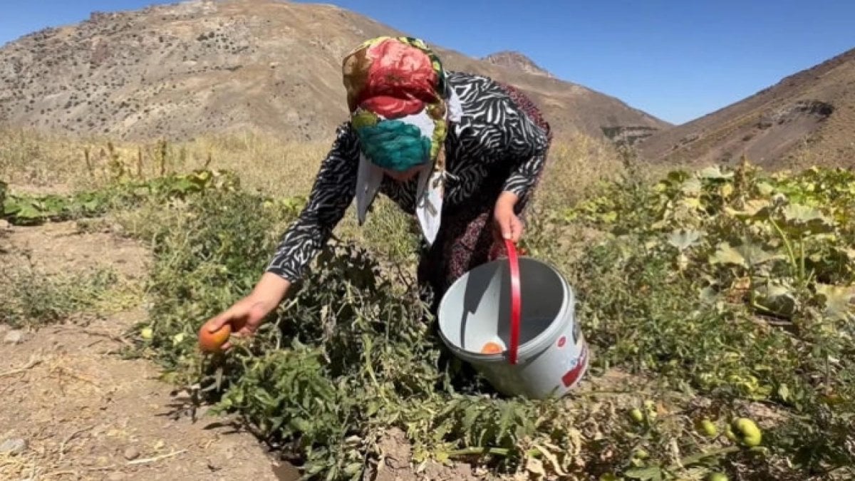 Burada hasadı kadınlar yapıyor! Elleriyle tek tek toplayıp satıyorlar: Kokusu ve tadı Antalya’nın ürünlerini aratmıyor