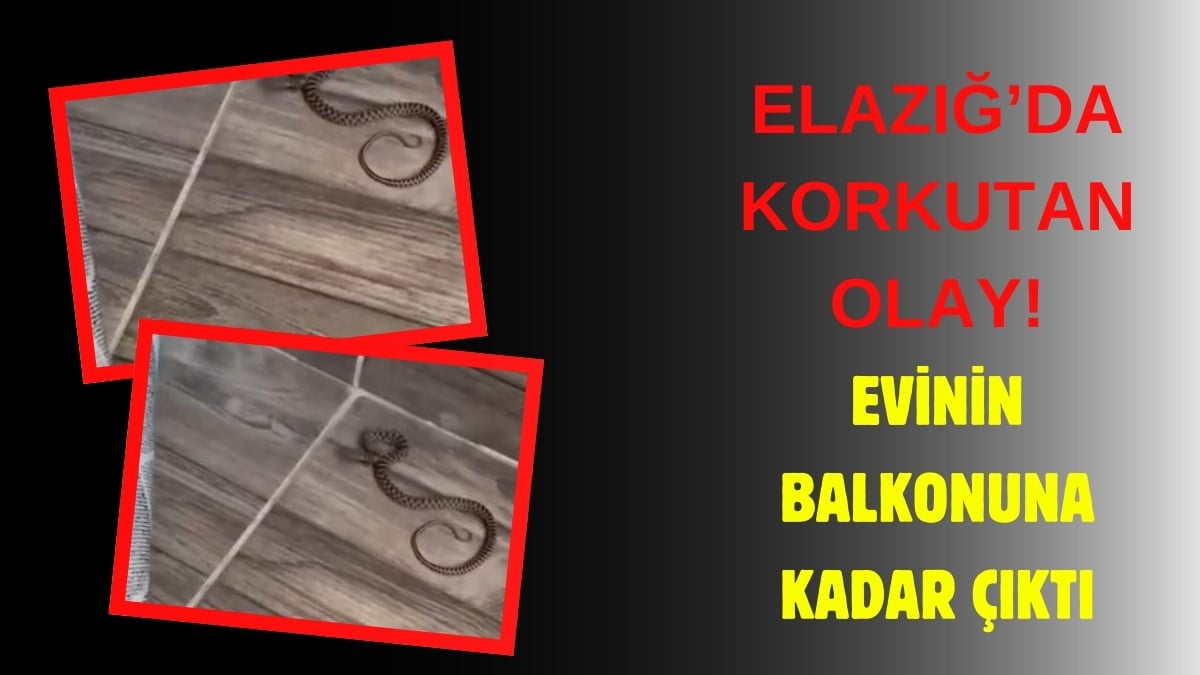 Evinin balkonuna oturmak için çıktı, gördüğü manzara karşısında şok oldu! Kıvrıla kıvrıla ortaya kadar çıkmış