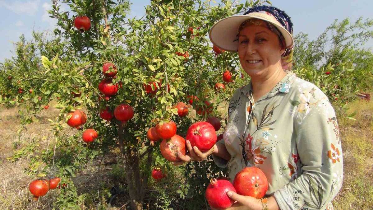 Türkiye’nin tarım şehrinde üretiliyor kilosu 30  TL’den satılıyor! Hollanda, İngiltere, Polonya dalından inmeden sipariş veriyor