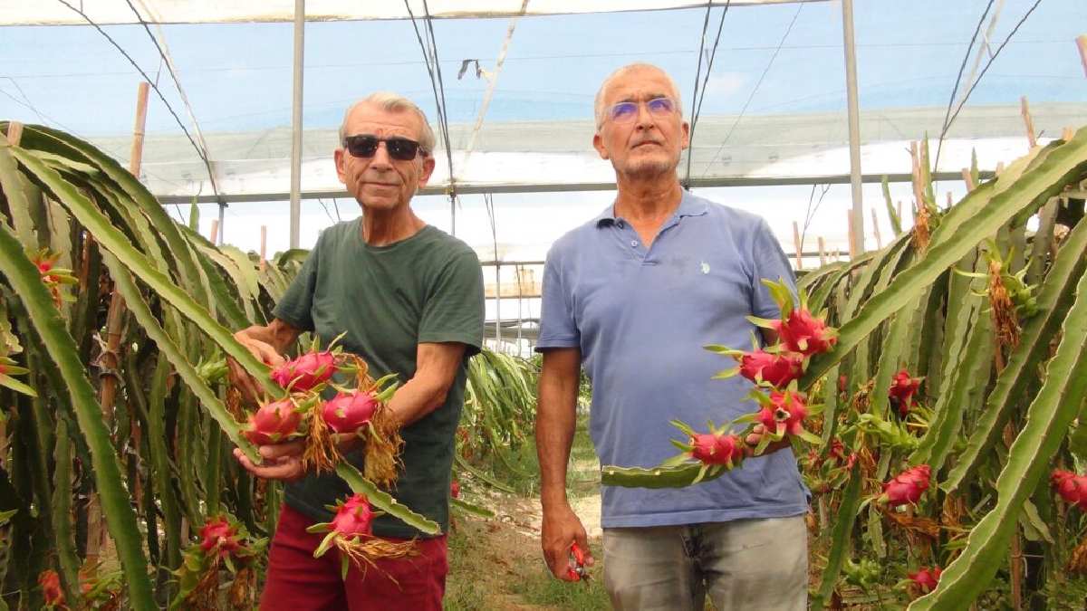 Sabahın köründe kasalara istifleniyor, kilosu 120 TL’den satılıyor! En pembe hasat başladı! Rusya, Irak Hollanda’ya gönderiliyor