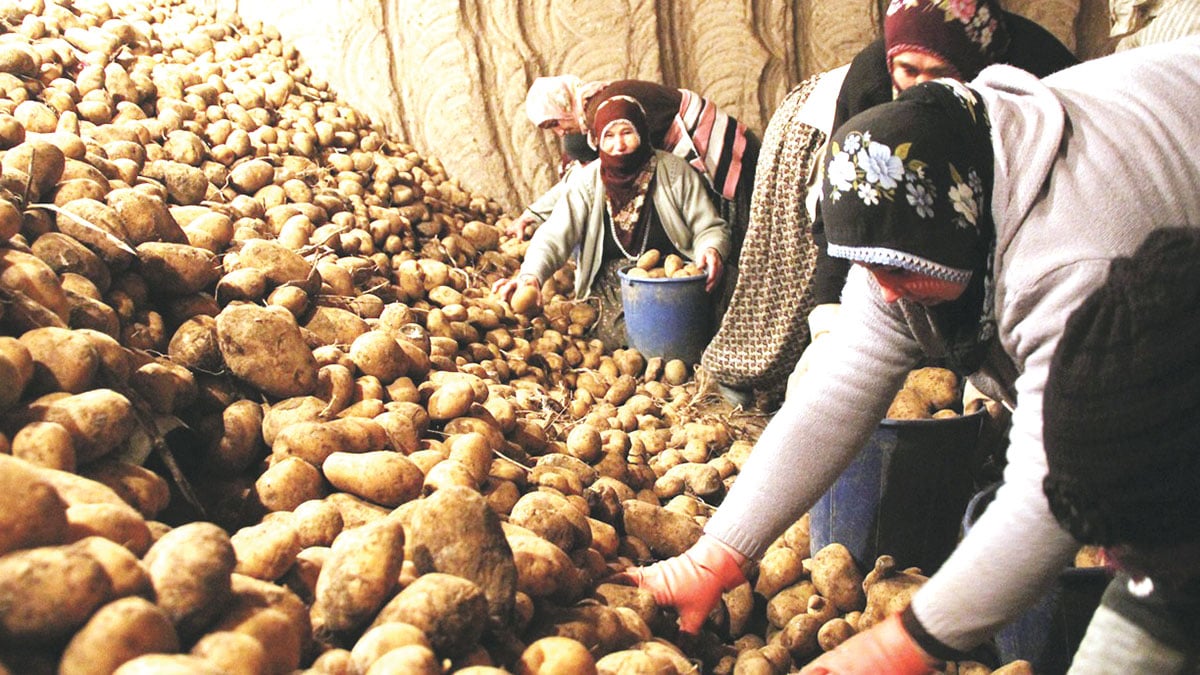 Tarımdaki politikasızlık bakanlık yazısında: Patates çok oldu devlet dairelerinde bol tüketin