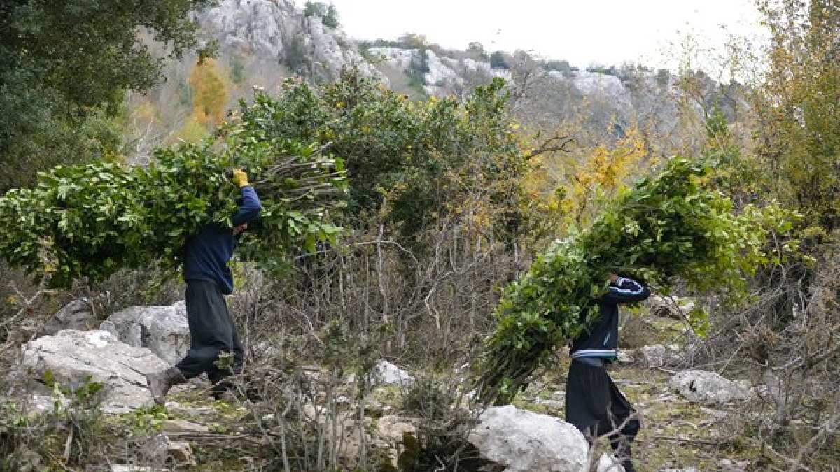 İzin alınarak toplanıyor, 12 gün boyunca güneş altında kalıyor! Marmaris’in zümrüdü olarak biliniyor!10 milyon getiri sağlayacak