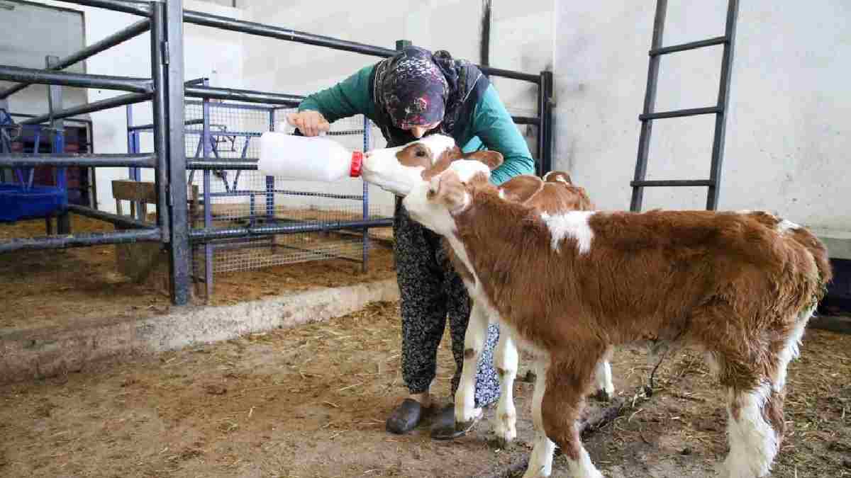 Devlet destek verdi çocukluk hayali gerçekleşti! Kendi çiftliğinde üretiyor her geçen gün büyüyor: Günlük 600 litre verim alıyor