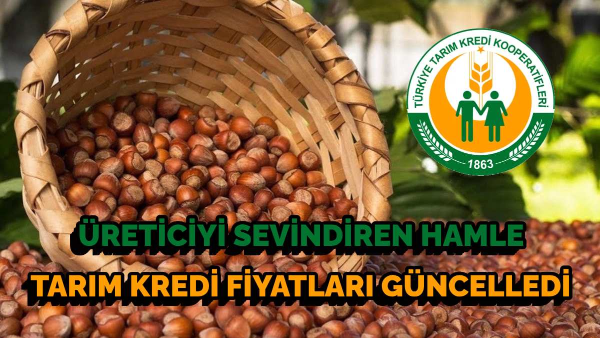 Fındık alım fiyatlarına büyük zam! Tarım Kredi fiyatları güncelledi: Erken satmayan bayram edecek