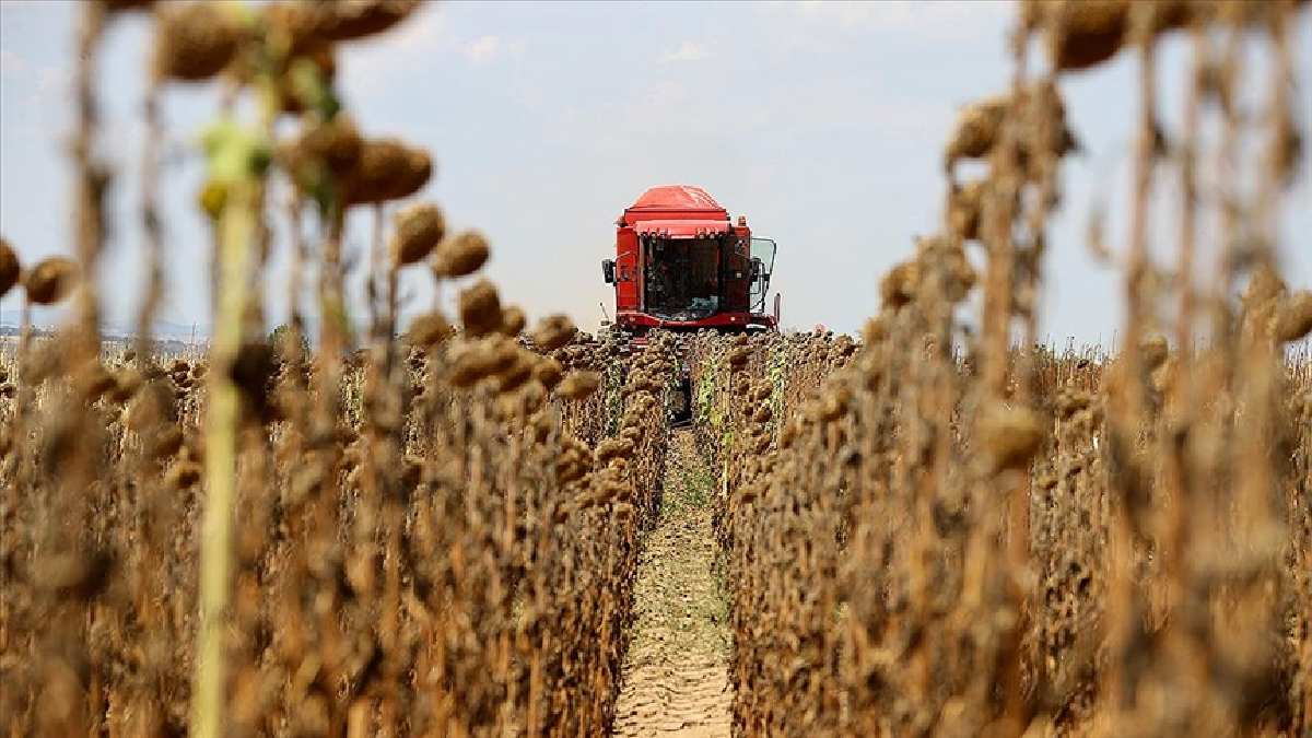 Türkiye’nin 3. büyük üretimi! Patozla toplanıyor, tarlada 7 gün bekletiliyor! Savrulduktan sonra satışa çıkıyor