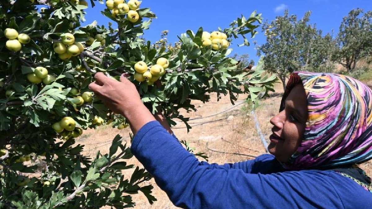 Türkiye’nin her yerinde yetişiyor, sirkesi, marmelatı, macunu yapılıyor! Hasadı başladı kilosu 200 TL’den satılıyor