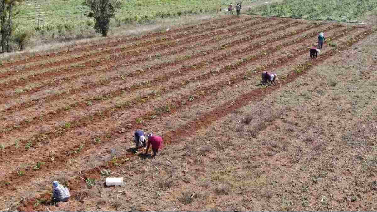 Özel izinle getirdi, daha fidanları dikmeden firmalar kapısına dizildi! Hem haziran hem ekim ayında hasat ediliyor