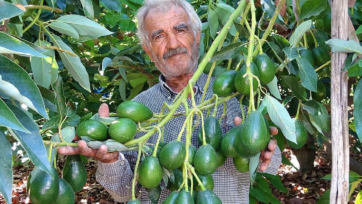 Türkiye’de üretiliyor, talepler yetişmiyor! Coğrafi tescilli üründe hasat başladı: Rusya, Gürcistan İran kapıda bekliyor