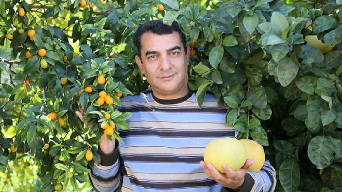 İlk bakışta limon gibi görünüyor ama bu meyve ağaç kavunu! Türkiye’de  yetişiyor: Faydası az biliniyor