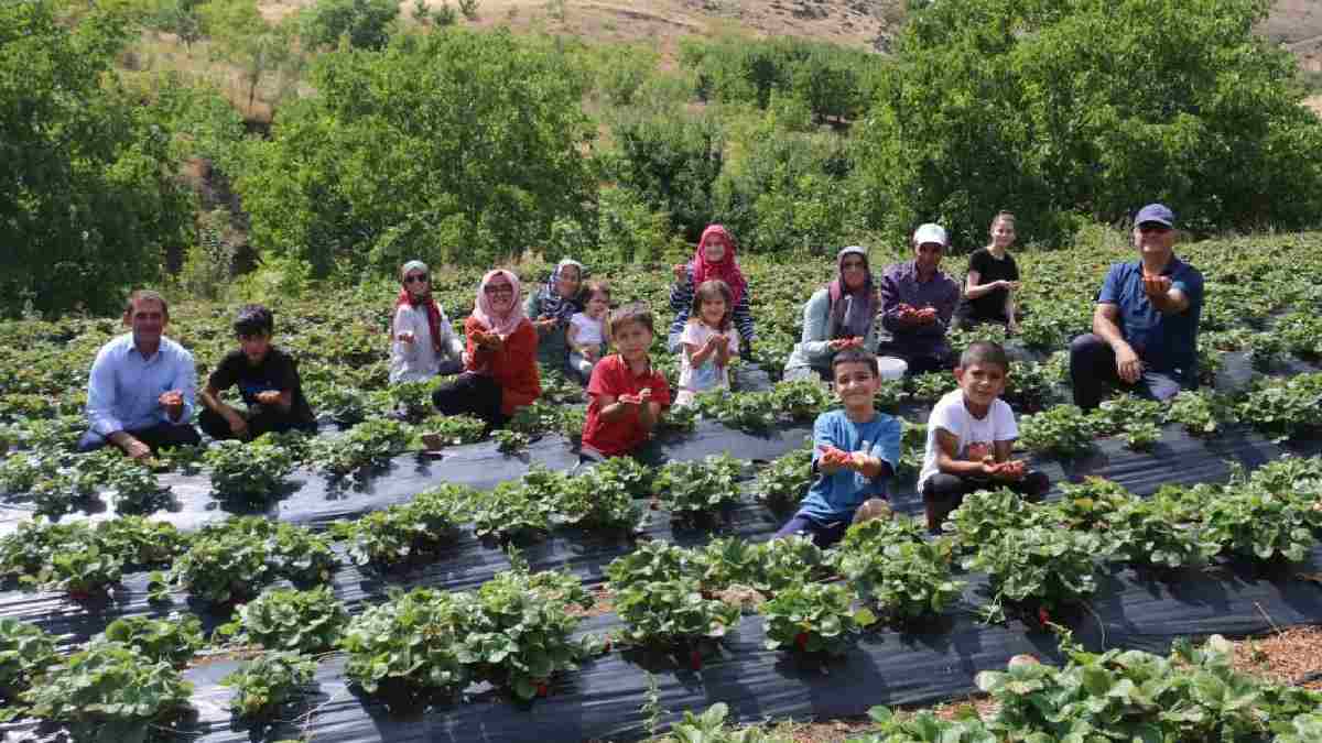 Dalından koptuğu gibi satılıyor! 10 dönümden 2 ton ürün veriyor, çalışanlar yetişemiyor: Sıcak para getiriyor