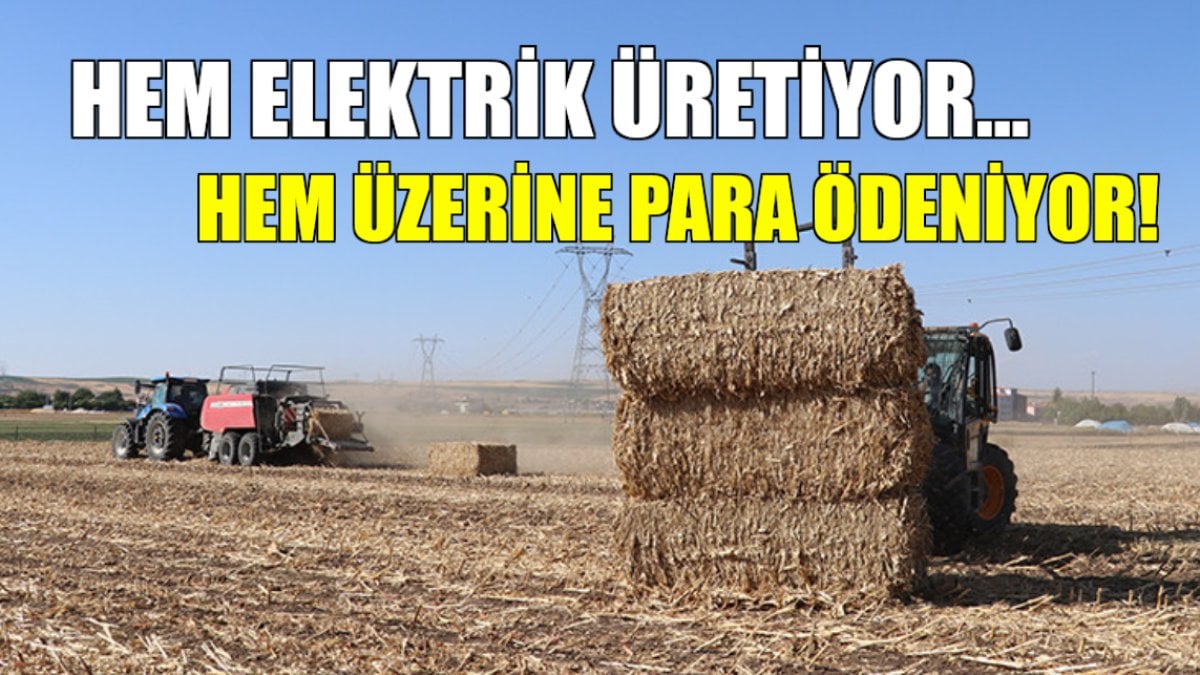 Mısır anızı altın gibi kıymetli olacak! Çiftçiler firmalara satıyordu: Bedava elektrik üretiliyor, üzerine para ödeniyor