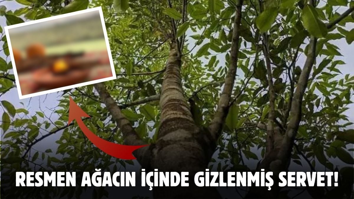 Ağacın içinden çıkıyor, 100 Bin dolara satılıyor! Resmen sıvı altın: Fiyatı 64 milyar dolara kadar çıkacak