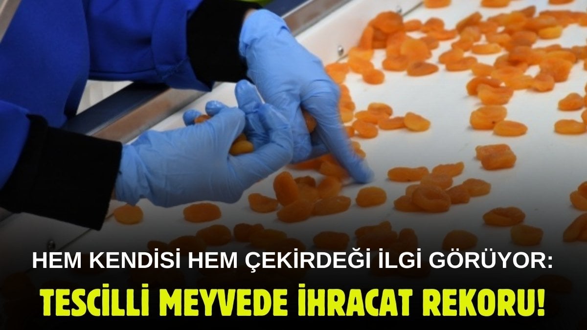 Hem kendisi hem çekirdeği satılıyor! Tescilli meyvede ihracat rekoru: En büyük rakibi bademi bile solda bıraktı