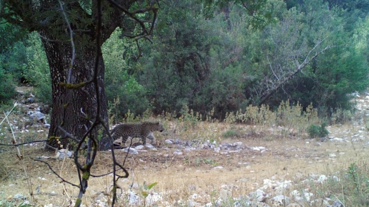 Nesli tükenmekte olan Anadolu parsı Ege’de yeniden görüntülendi: Zarar verenlere ağır cezalar uygulanacak