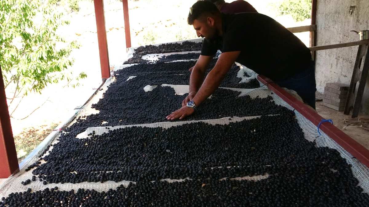 Dededen kalma arazisine ekti, piyangoyu buldu! Kilosu 1000 liradan yok satıyor: Kurusuna da talep patladı