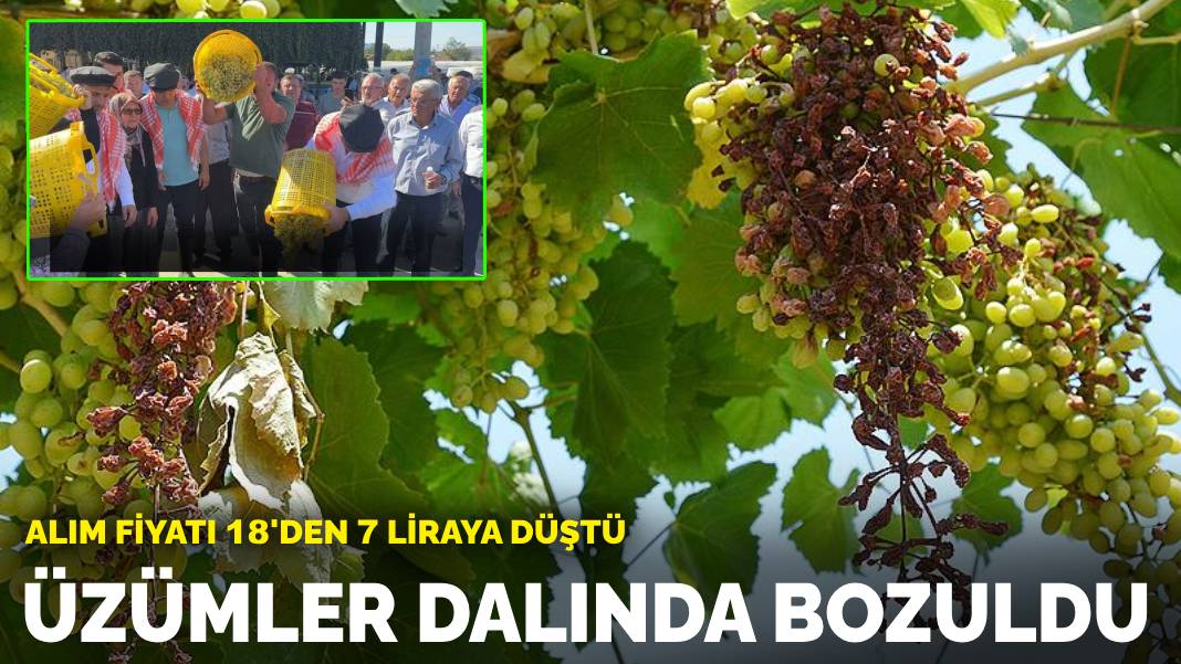 Üzümler dalında bozuldu: Alım fiyatı 18’den 7’ye düştü